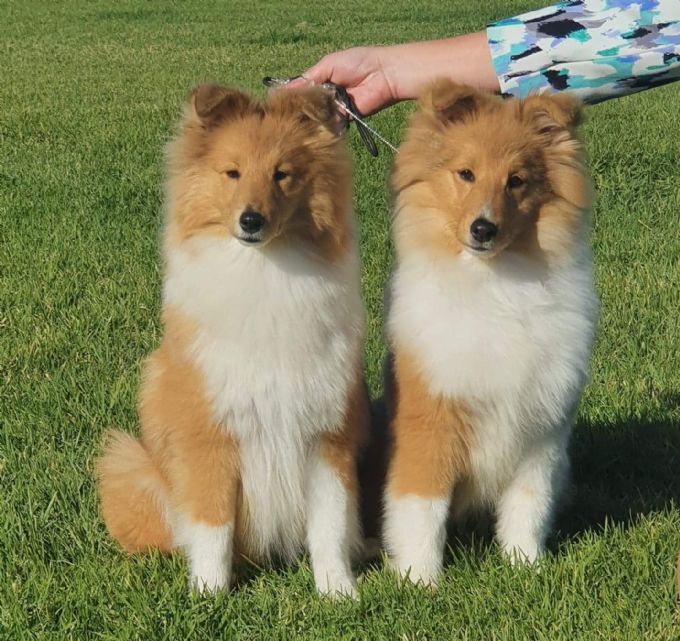 Louanda hotsell shetland sheepdogs